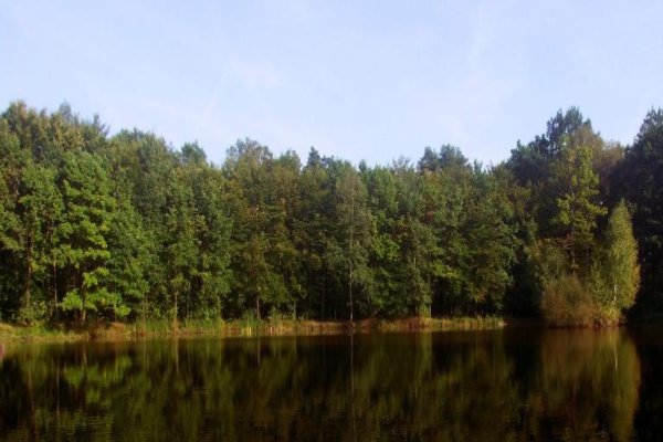 Black Pond in the Niepołomice Forest