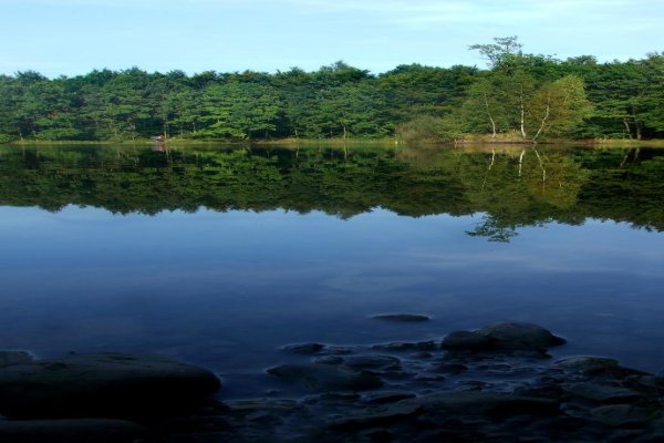 Black Pond in the Niepołomice Forest