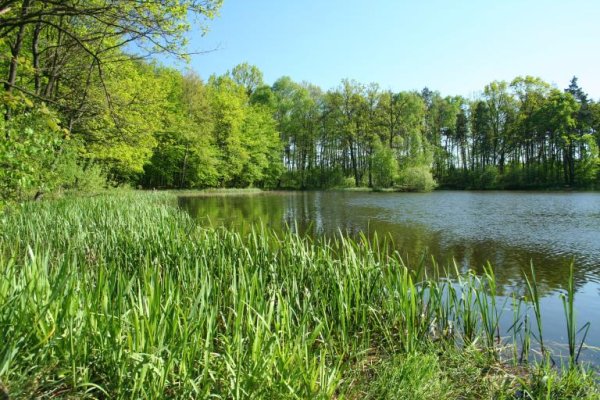 Black Pond in the Niepołomice Forest