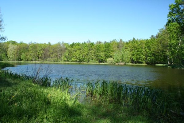Black Pond in the Niepołomice Forest