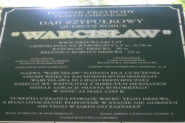 Dąb Warcisław, Bagicz