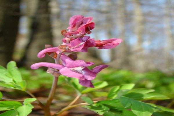 Rezerwat Przyrody "Pazurek"