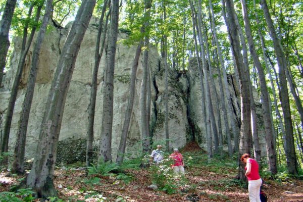 Rezerwat Przyrody "Pazurek"