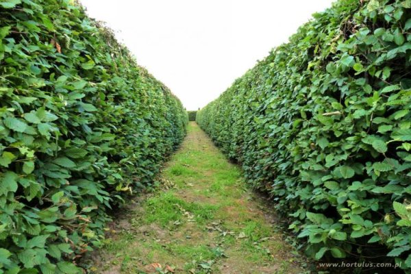 Największy na świecie labirynt grabowy