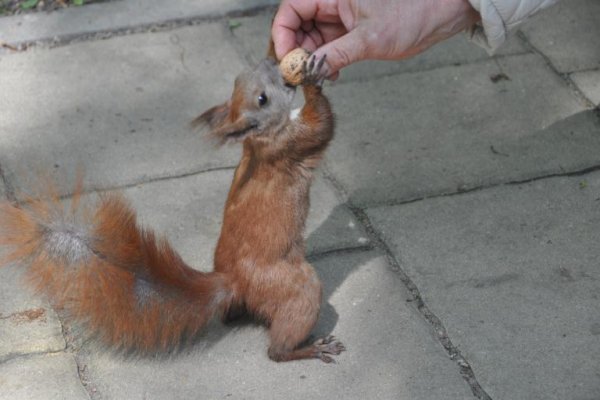 Pomnik Leszka Czarnego
