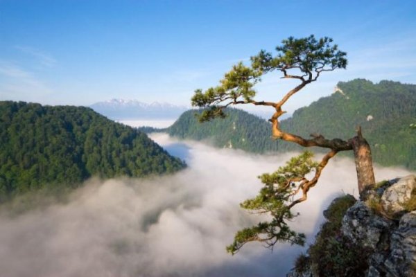 Sokolica (Pieniny)