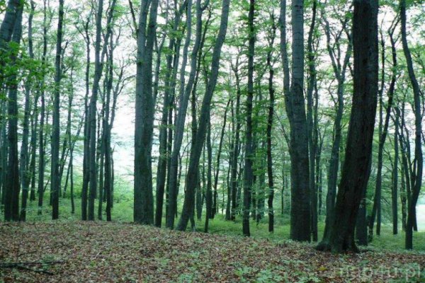 Przedbork Landscape Park