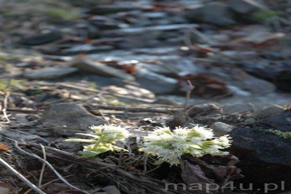 Park Krajobrazowy Beskidu Śląskiego