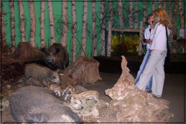 Muzeum Przyrodnicze Wolińskiego PN