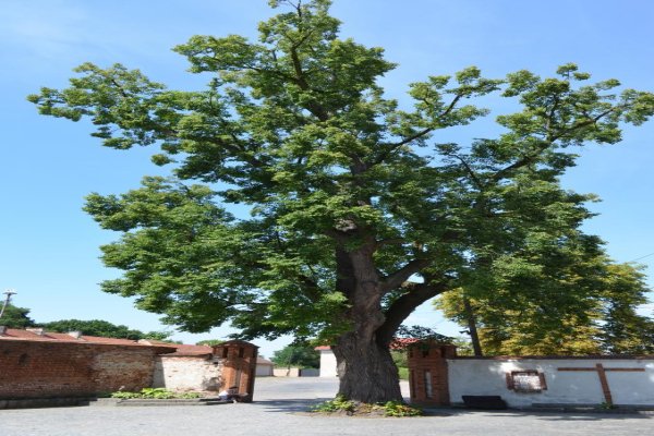 Czerwińsk nad Wisłą