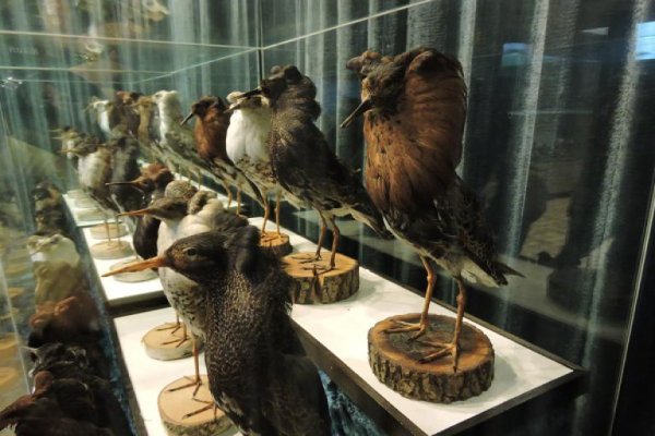 Muzeum Przyrody w Drozdowie