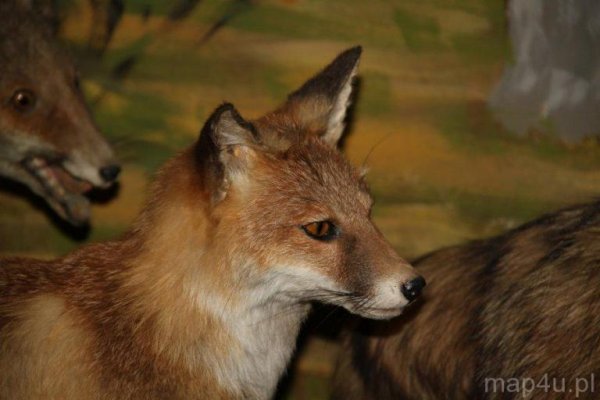 Muzeum Bieszczadzkiego Parku Narodowego