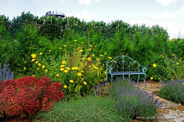 Największy na świecie labirynt grabowy