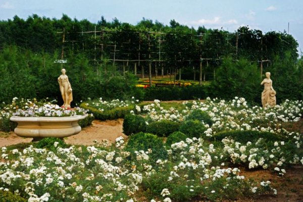 Największy na świecie labirynt grabowy