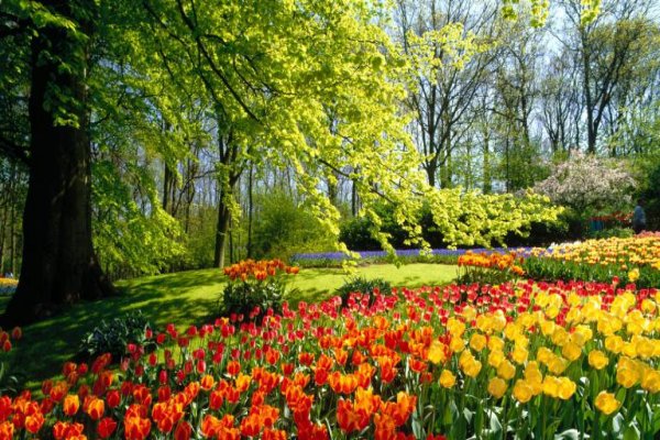 Ogród Keukenhof