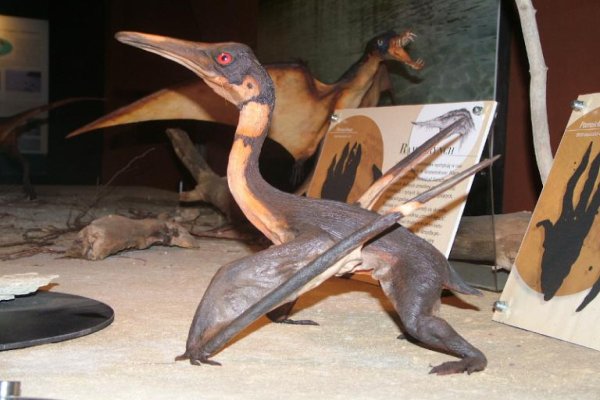 Muzeum Przyrody i Techniki EkoMuzeum im. Jana Pazdura