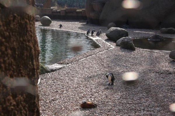 Wrocławskie Zoo