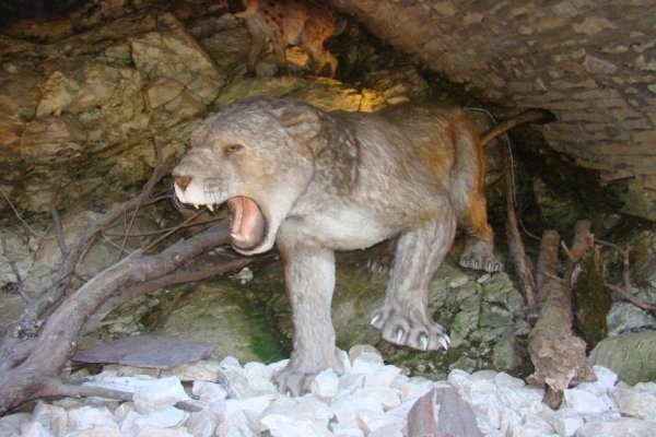 Jaskinia Niedźwiedzia