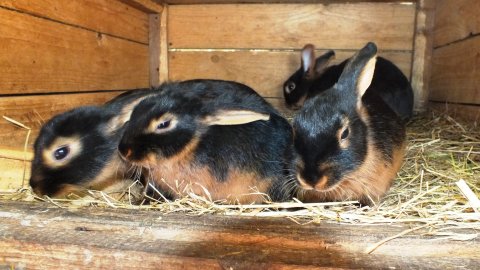 Mini-Zoo  Małe Ranczo — zdjęcie 2