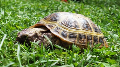 Mini-Zoo  Małe Ranczo — zdjęcie 3