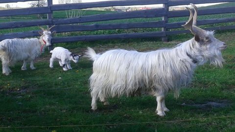 Mini-Zoo  Małe Ranczo — zdjęcie 5