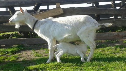 Mini-Zoo  Małe Ranczo — zdjęcie 6