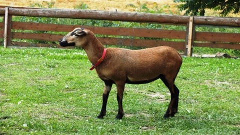 Mini-Zoo  Małe Ranczo — zdjęcie 7