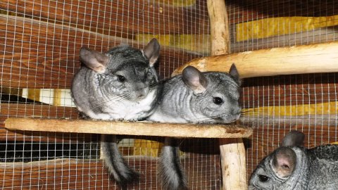 Mini-Zoo  Małe Ranczo — zdjęcie 8