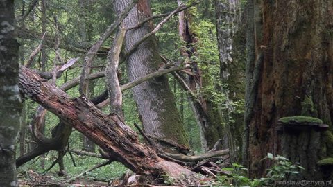 Białowieski Rezerwat Biosfery
