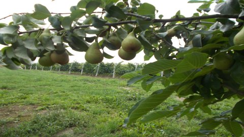 Winnica Knapów — zdjęcie 2