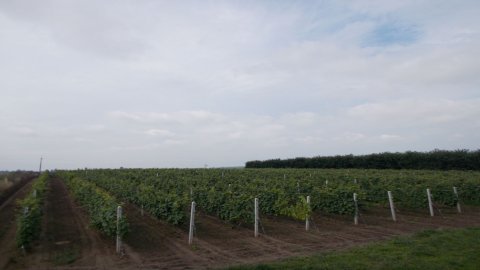 Winnica Knapów — zdjęcie 5