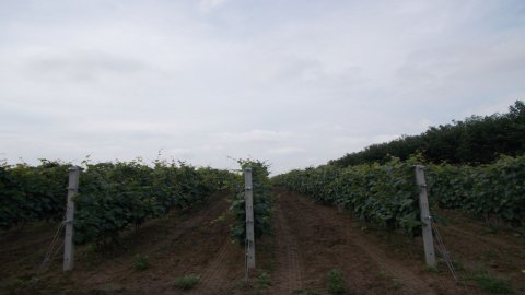 Winnica Knapów — zdjęcie 6