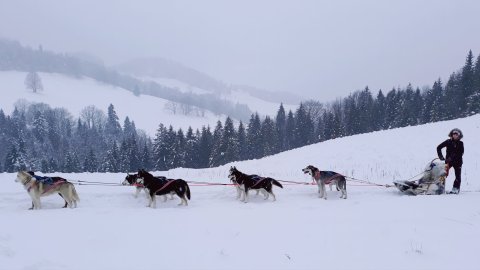 Psie zaprzęgi - Psy na biegunach przejażdżki i wyprawy dla całej rodziny, prawdziwa przygoda i ognisko w tipi. — zdjęcie 5