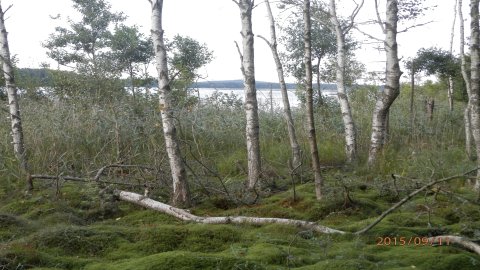 Słowiński Park Narodowy - Szlak z Czołpina na jeziora Dołgie  — zdjęcie 5