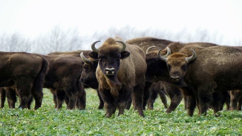 Muczne bison show enclosure