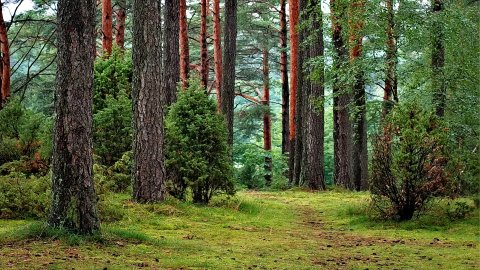 Park Narodowy Bory Tucholskie