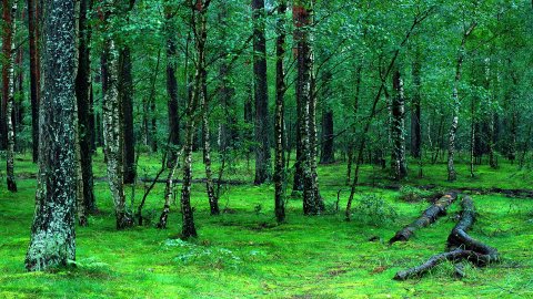 Park Narodowy Bory Tucholskie — zdjęcie 3