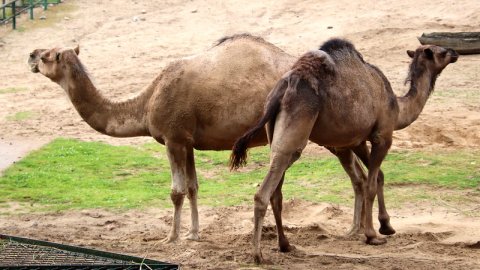 Miejski Ogród Zoologiczny 