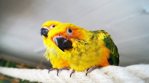 Papugarnia Ara — zdjęcie 3