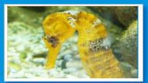 Aquarium i Muzeum Przyrodnicze