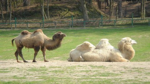 Miejski Ogród Zoologiczny  — zdjęcie 2