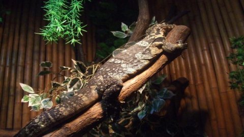 Ogród Zoologiczny