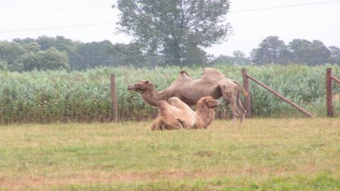 Zoo Safarii — zdjęcie 3