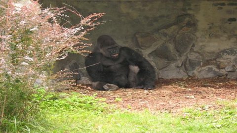 Ogród Zoologiczny Opole