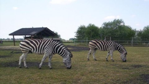 Zoo Safari