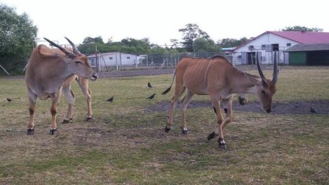 Zoo Safari — zdjęcie 2