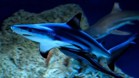 Oceanarium