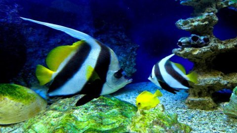 Oceanarium — zdjęcie 3