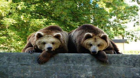 Zoo