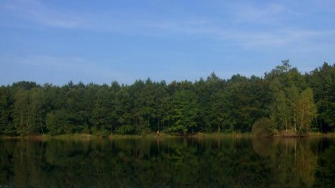Czarny Staw w Puszczy Niepołomickiej
